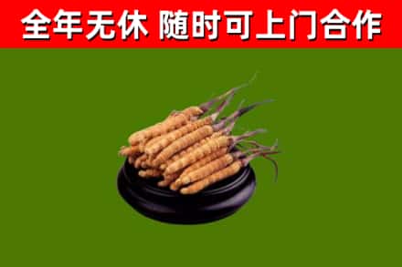 海林回收冬虫夏草